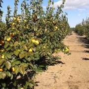 campo-naranjas-tubería porta goteros