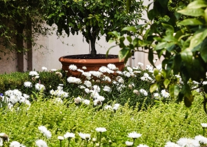 verano-jardin-sertecriego