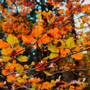 cuidados de jardín otoñal en septiembre