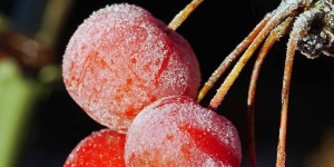 fruta y el sistema de riego por aspersión