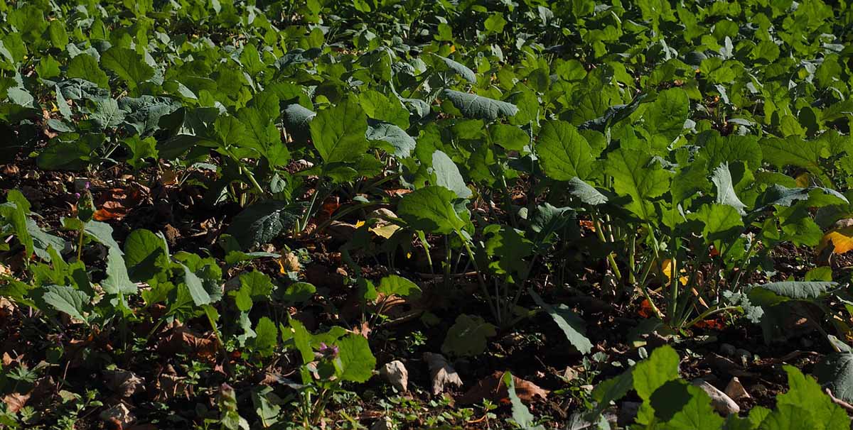 fertilizantes Tipos de fertilizantes