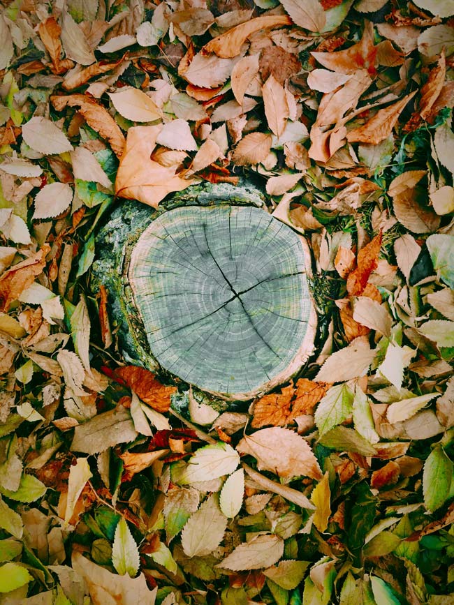 El cuidado del jardín en otoño