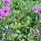 Frecuencia de riego plantas en otoño