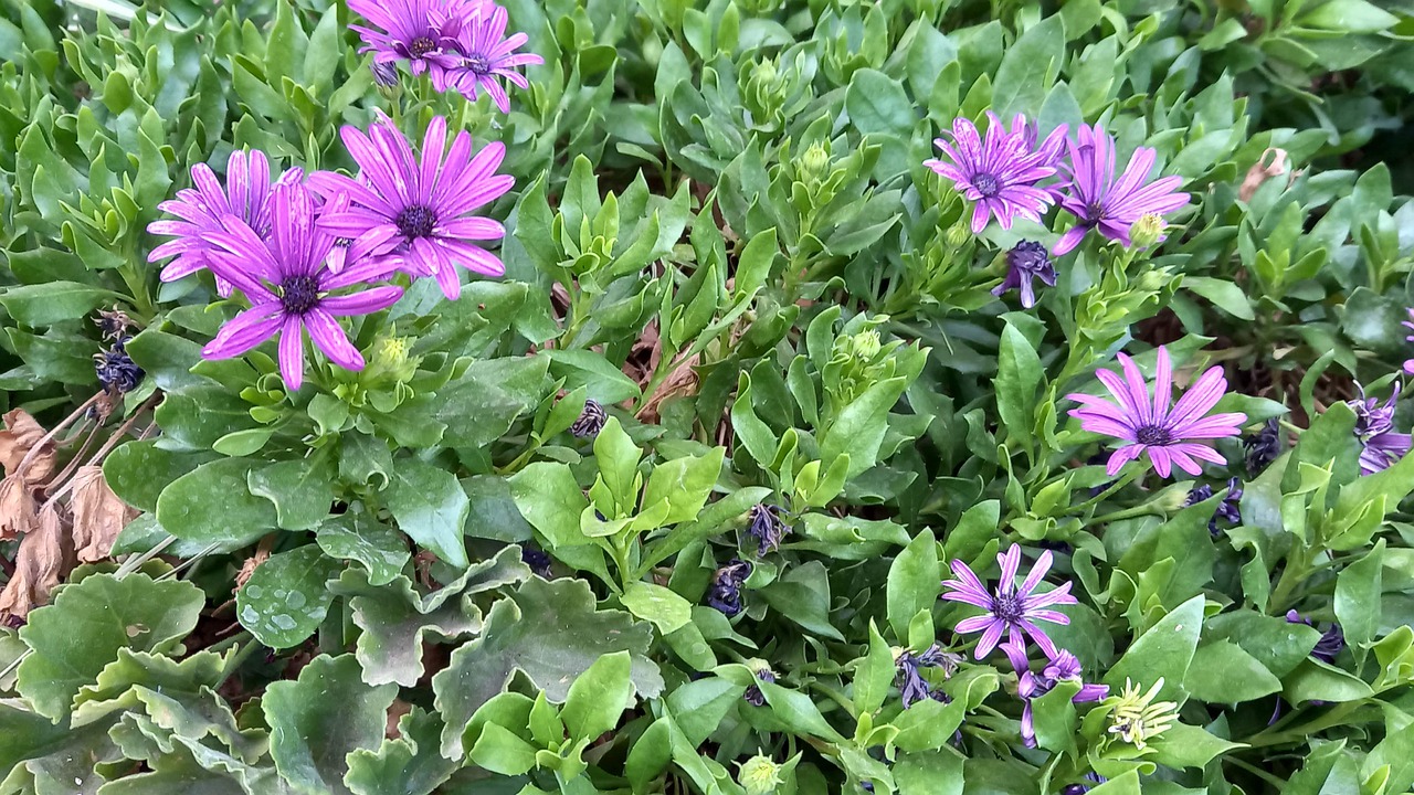 Frecuencia de riego plantas en otoño