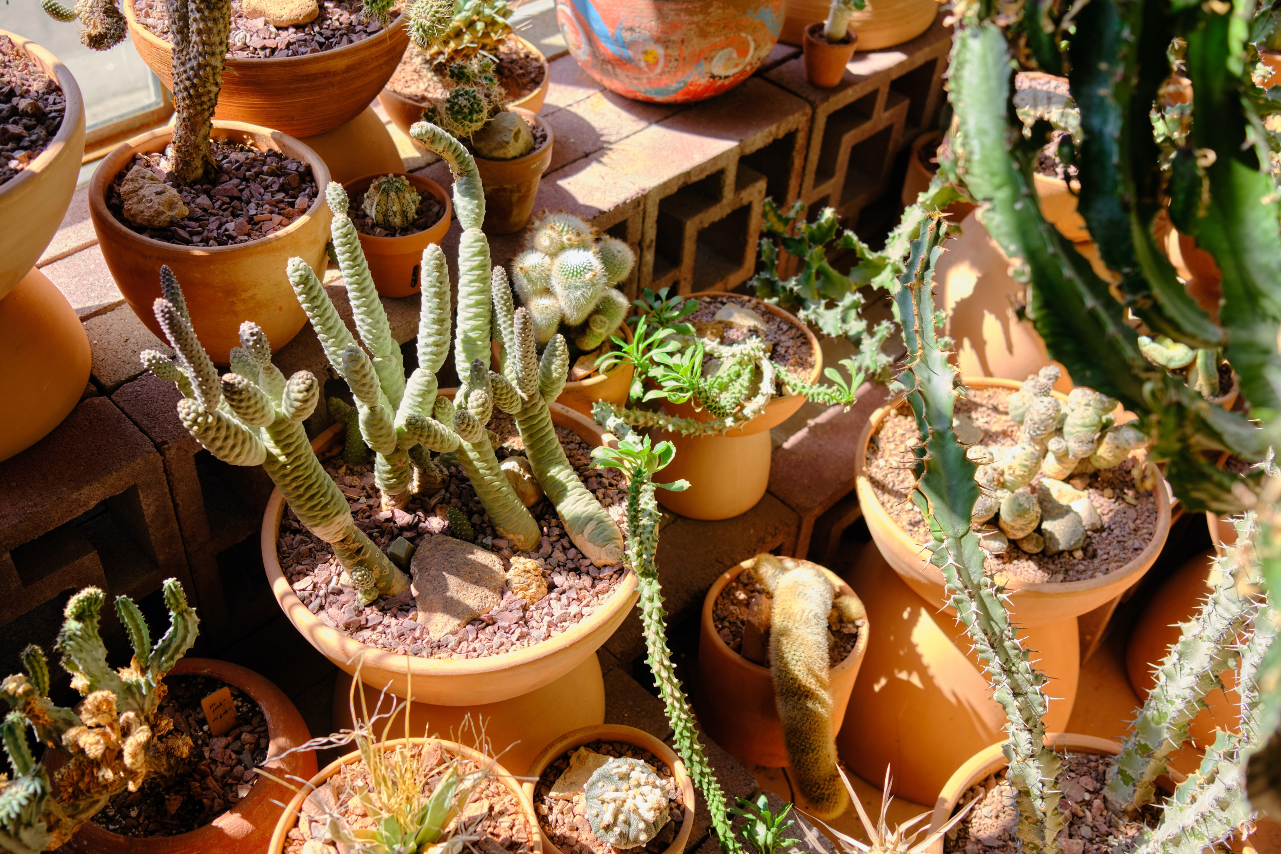 Plantas estresadas