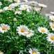 Empieza a preparar tu jardín para esta primavera