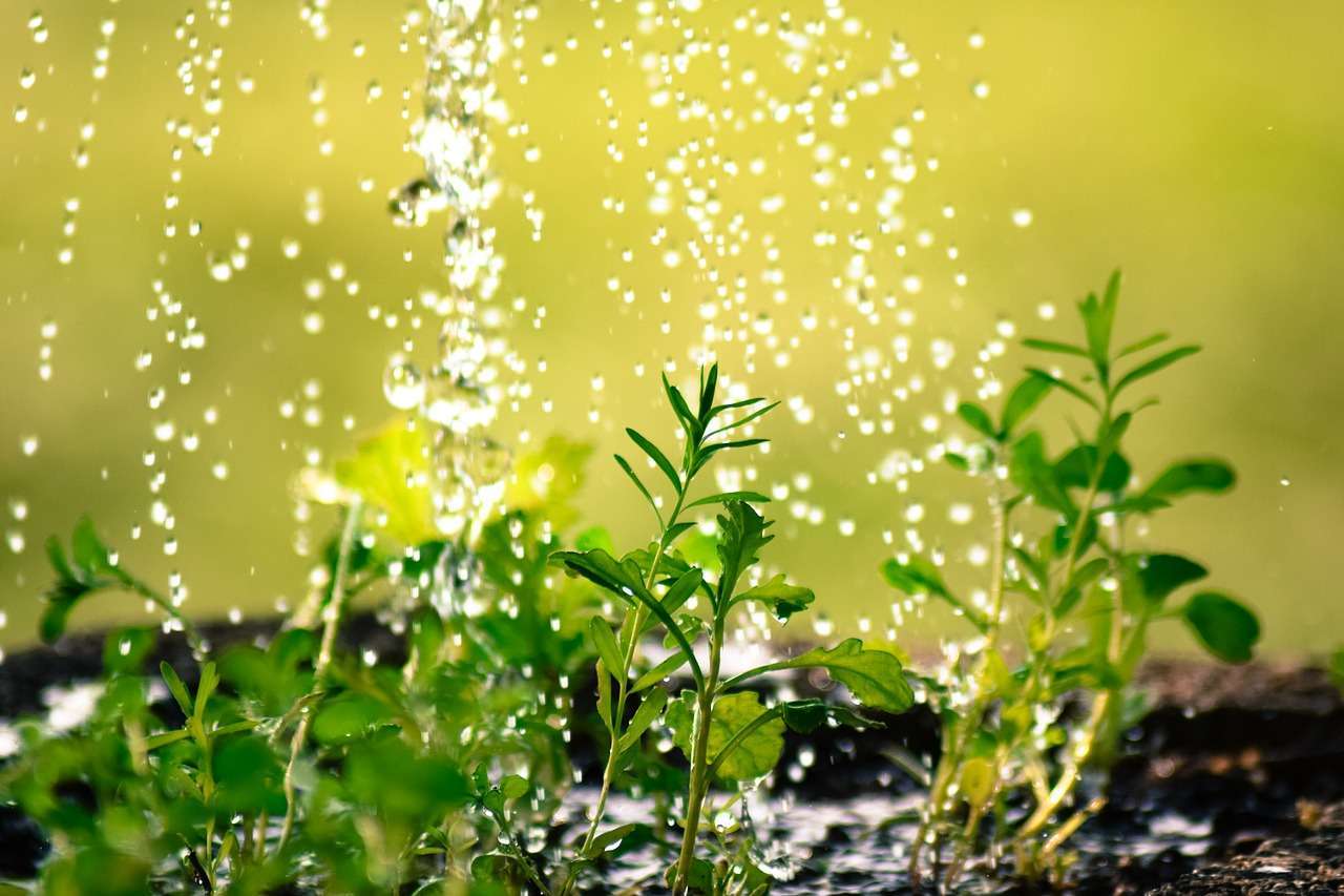 Claves para el riego de tus plantas en primavera