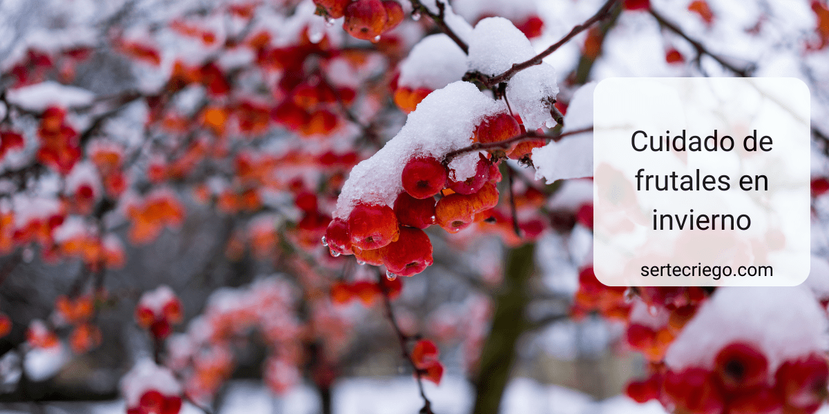 Cuidado de frutales en invierno Cuidado de frutales en invierno