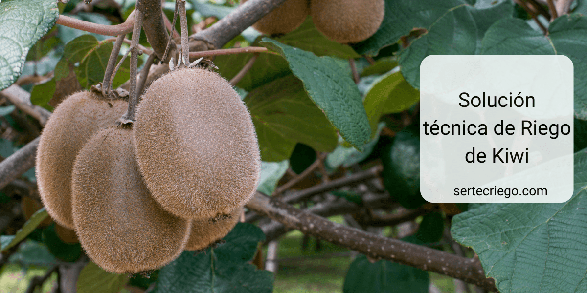 riego de kiwi