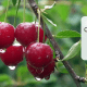 frutales en invierno