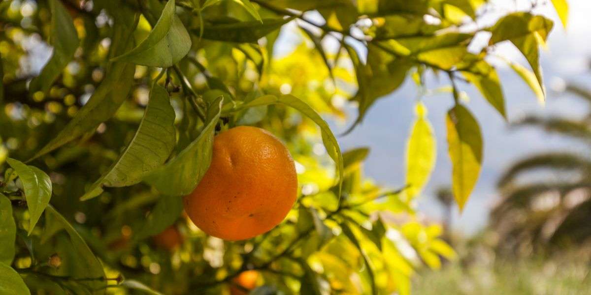 Fertirrigación para Cítricos
