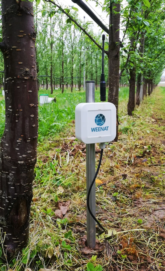 sonde-capacitive-pruniers